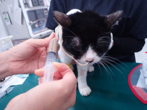 経鼻カテーテルを繋がれた猫